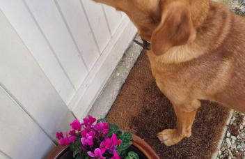 Maison d'Amis - Foto 24