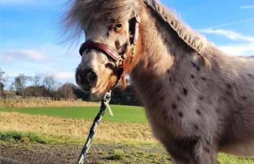 Ferienwohnung “Mount Meißner” - Foto 14