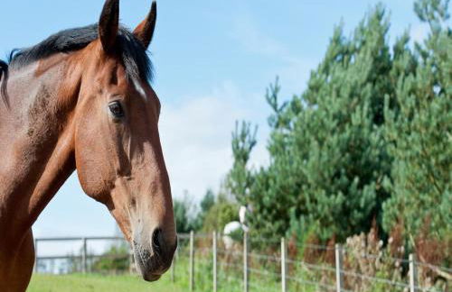 3 Bed in St. Andrews oc-88545 - Foto 20