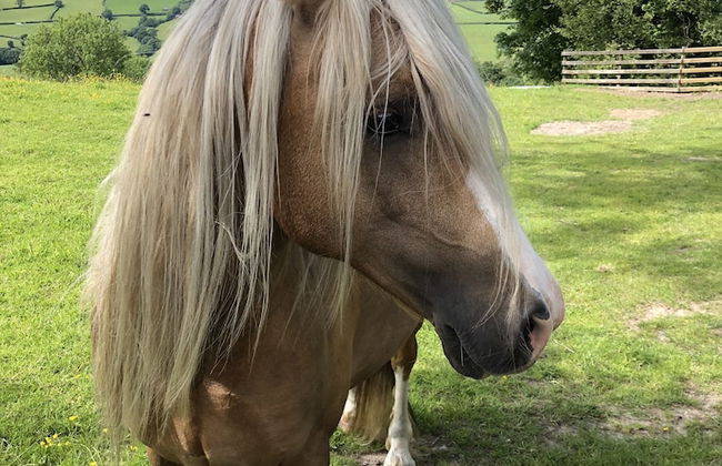 The Peacock Shepherds Hut at Hafoty Boeth - Foto 23
