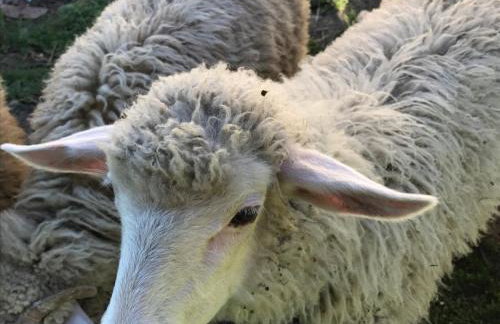 Malinowy Domek - Photo 54