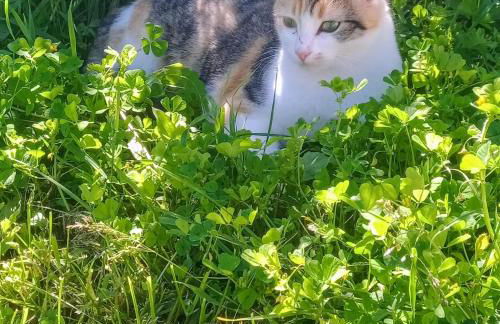 Aux 40 Écus - Gingko - Foto 8