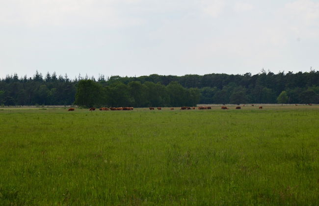 A Detached Bungalow With Outdoor Fireplace, Covered Terrace and Pond in a Forest Plot - Photo 61