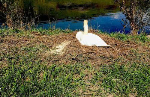 Wohnen direkt am Moselstrand - Foto 54