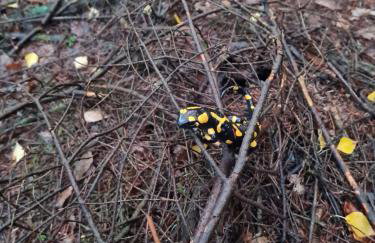 Morowo chałupa - Photo 69