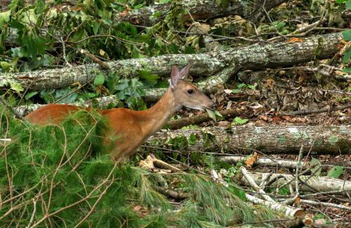 Treetops Cabin easy to Asheville with fast wifi and great view - Foto 40