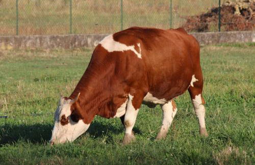 Cà Del Ponte - Foto 23