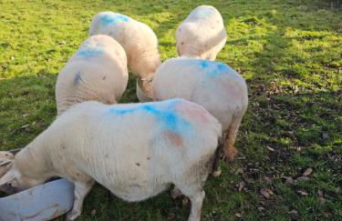 Rural Escape and Dog Friendly - Photo 26