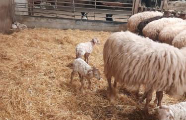 Gîte à la Ferme Larranda - Foto 12