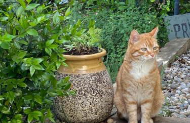 LES SANTOLINES - Studio Retro - Foto 22