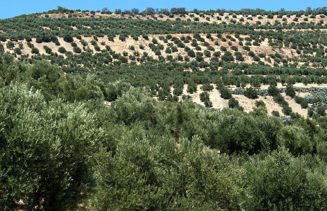 Visita di un oliveto ecologico + Degustazione di olio - Foto 1