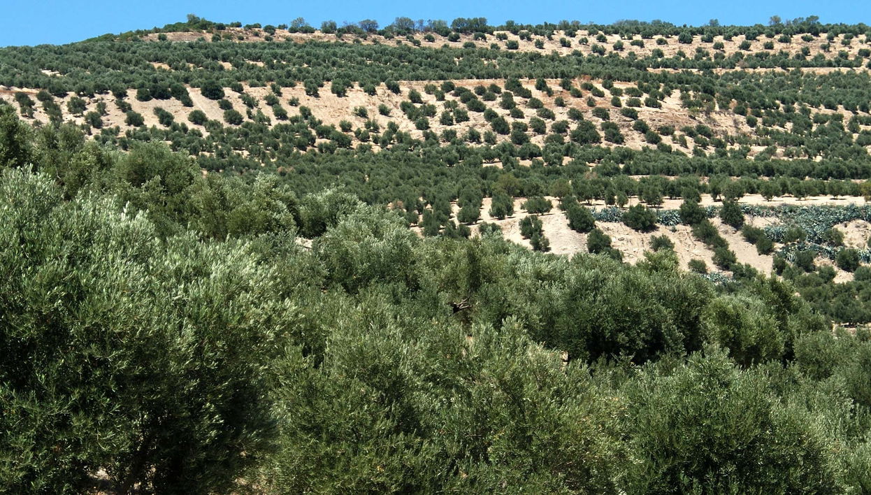 Visite d'une oliveraie biologique + Dégustation d'huile d'olive