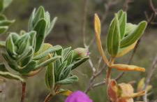 Casa Altaona - Foto 21