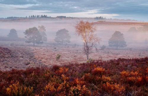 Cosy Forest Cottage Log Fire Ponies Walks - Foto 64