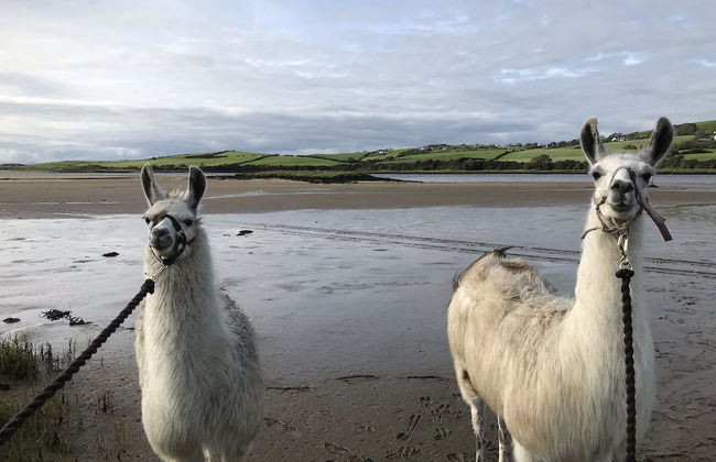 The Cuddly Cow Cosy Barn Studio Campview Farm Stay - Foto 27