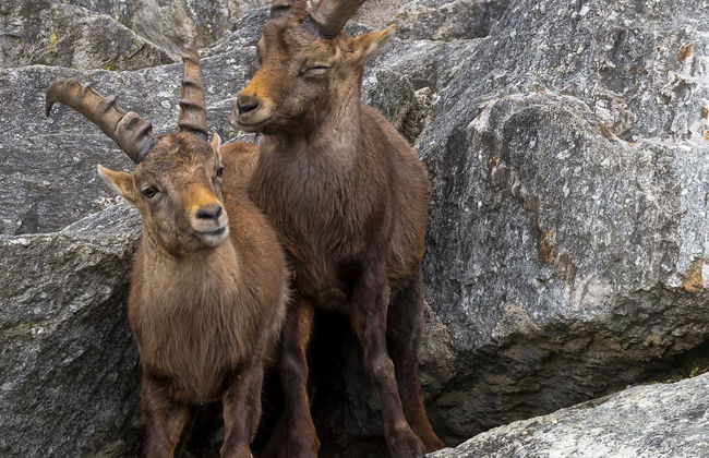 Biglietti per lo Zoo Alpino e funicolare Innsbruck-Hungerburg - Foto 1