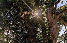 Oak Tree View - relax, reconnect, explore or work - Foto 26