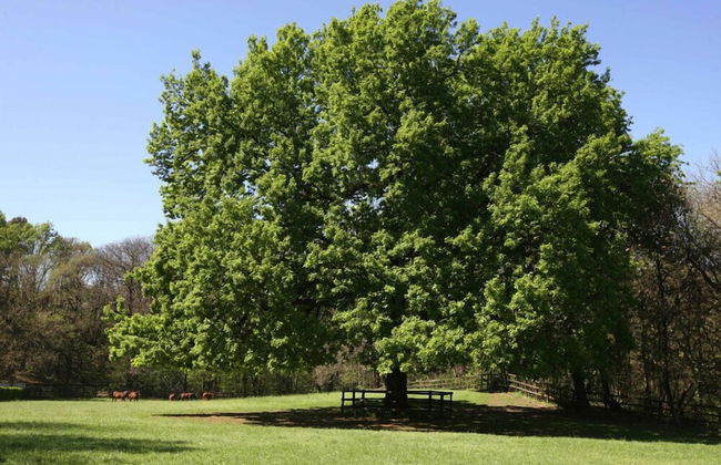 La Cucchetta - Foto 34