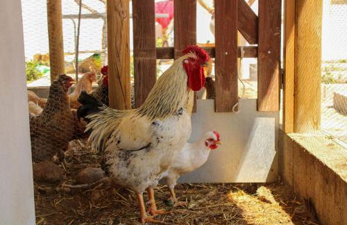 Monte das Pedras - Foto 52