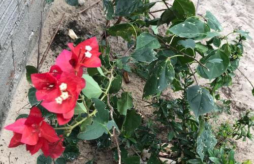 Casa do sossego - Foto 34