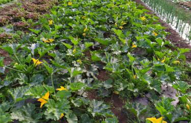 Agriturismo Brusignone - Foto 8