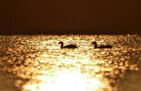 Waterfront Loft - Foto 11