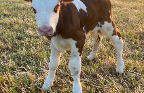 Deepmoor Farmhouse, Doveridge, Derbys. - Foto 23