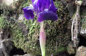 Monte frio de Tenerife - Foto 29