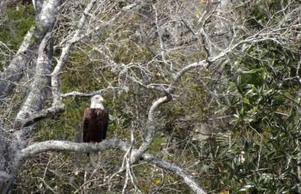 Rustic Cabin Rental Located in St. Marks Wildlife Refuge, Florida - Foto 17