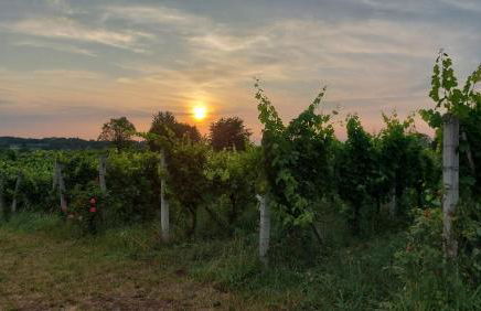 Bio Agriturismo Vojon - Foto 57