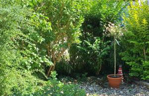 Boddenpieper - Foto 11