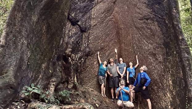 3 or 4-day Orangutan Watching in Gunung Leuser - Photo 2, A giant tree in Gunung Leuser National Park