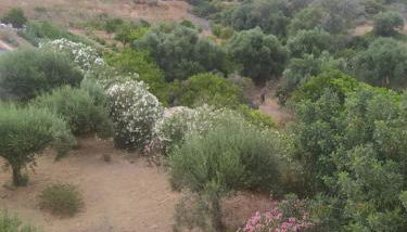 Cuckoo's nest - Photo 3, Garden view