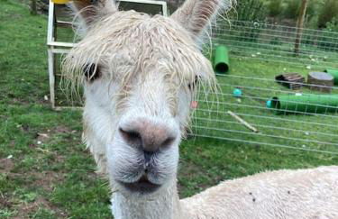 Ruby's Retreat! Farm Stay! North devon! Sleeps 6! Beaches Exmoor! - Foto 44