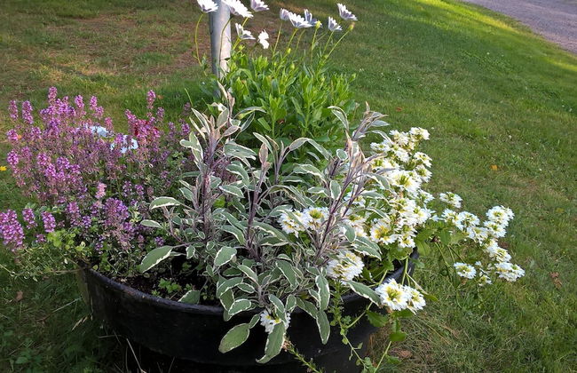 Vaalimaa Camping - On the beach - Foto 18