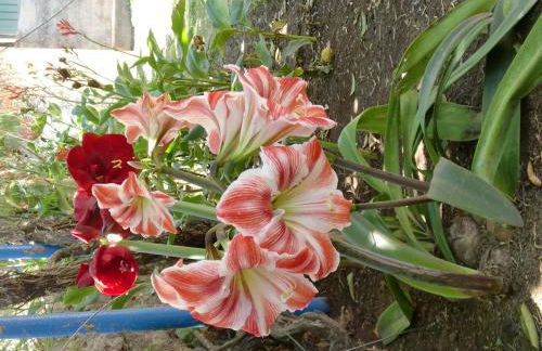 Finca La Gaviota - Los Limoneros - Foto 36