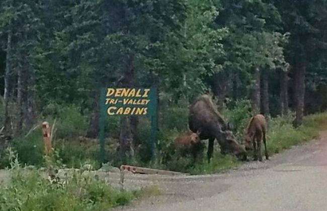 Denali Tri-Valley Cabins - Foto 73