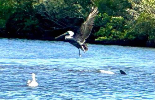 Swimming, Boating, Fishing on Gulf & Heated pool - Foto 59