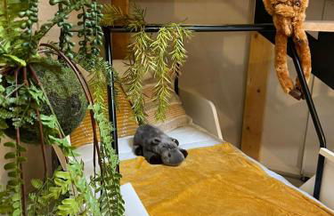 Serengeti Safari Room - Foto 17