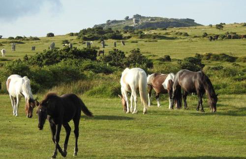 Cargibbitt Annexe - Foto 47