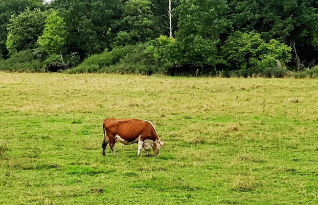 4 Person Holiday Home in Torshalla-by Traum - Foto 10