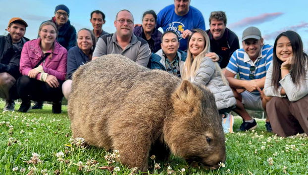 Contemplando um lindo vombate