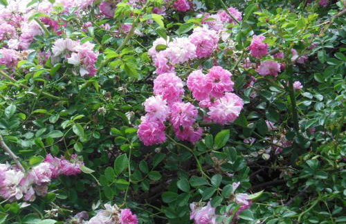 Casa Rural Aborigen Bimbache - Foto 7