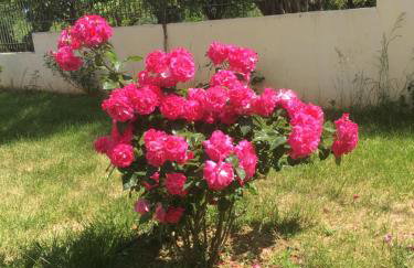 Lovely Appartments Lygia Korinthias - Foto 16