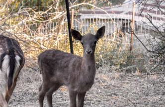Ξενώνας museum 1ου ορόφου στο Ελληνικό Ιωαννίνων - Foto 30
