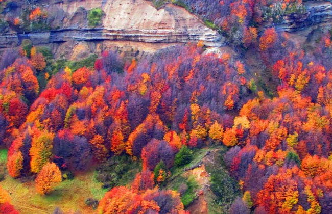 Tour por la Reserva Nacional Magallanes - Foto 1