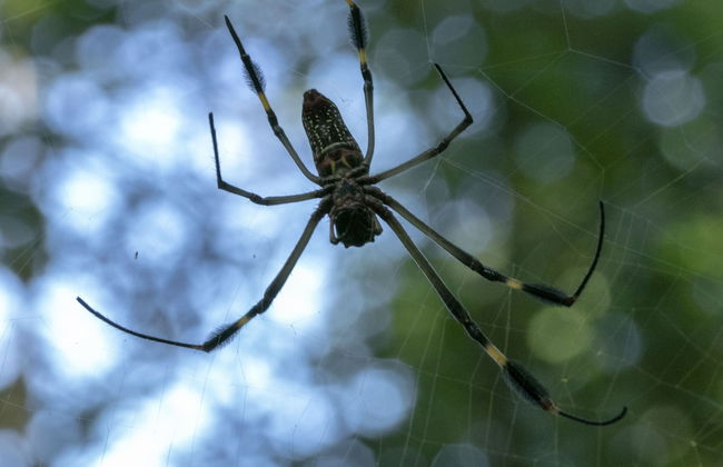 Villas Cabuya Beach & Forest - Foto 76