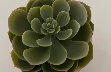 Estrela da Almada Mascarenhas - Foto 47