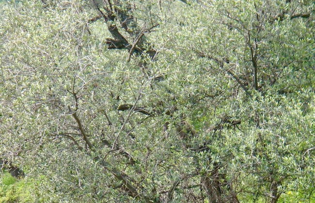 Panoramic Townhouse Casa del Borgo - Photo 19