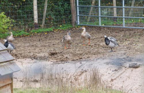 Bee Cottage - Foto 27